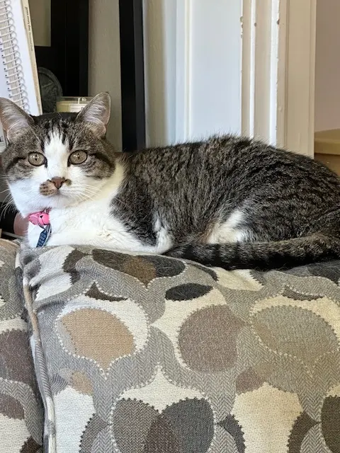 Miss Kitty the Cat