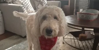 Snickers the Dog