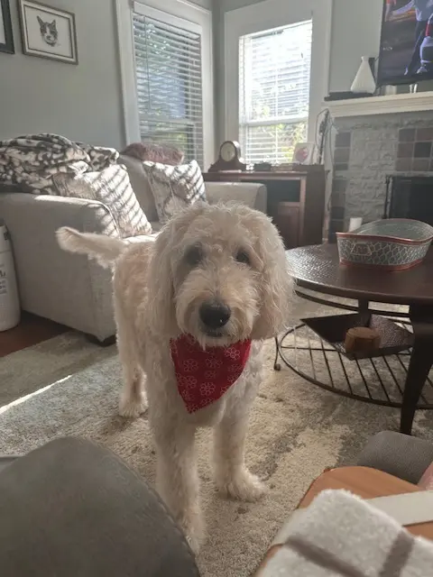Snickers the Dog